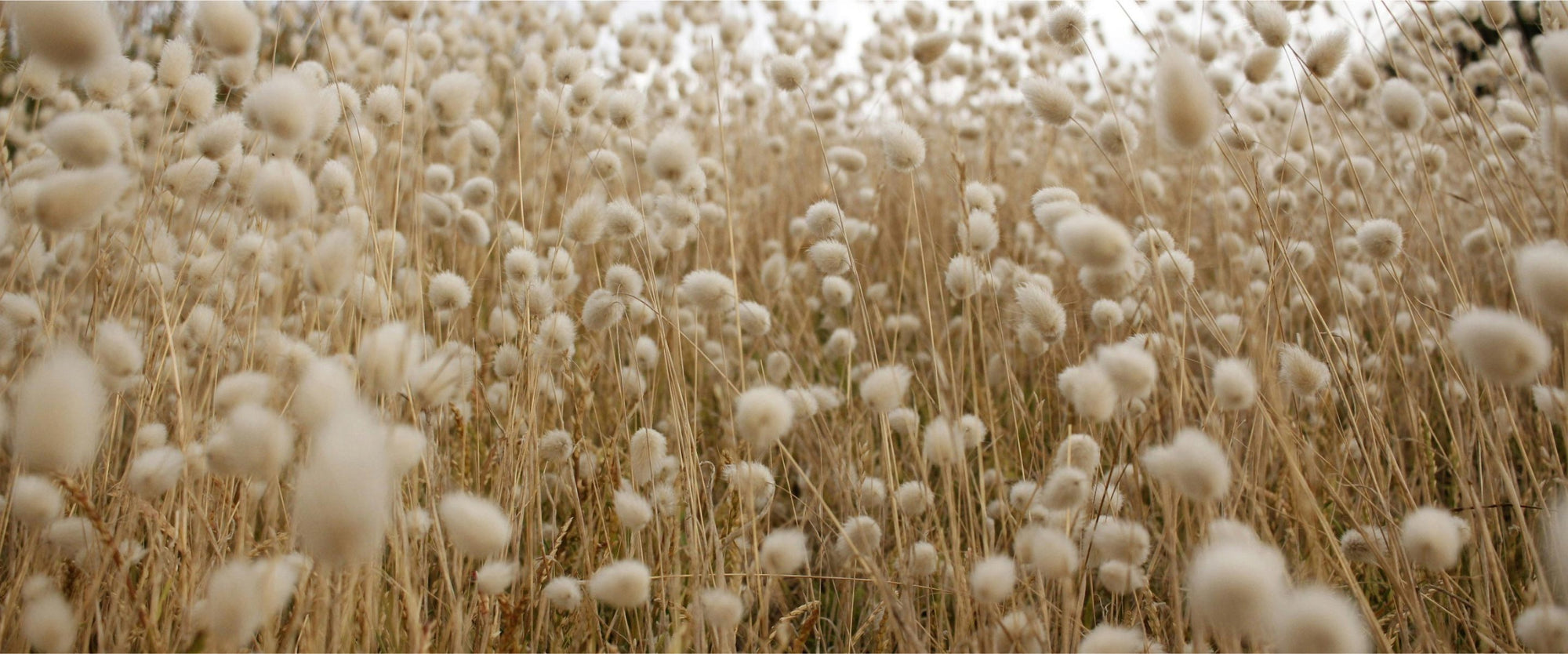 about-us-banner-desktop